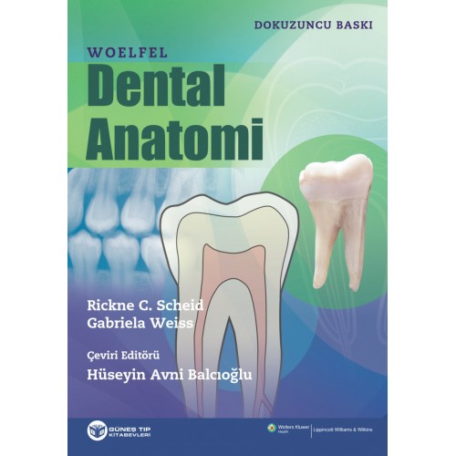 Woelfel Dental Anatomi