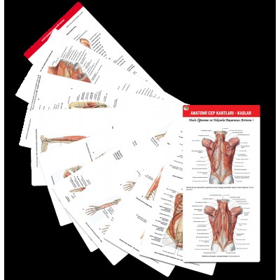 Anatomi Cep Kartları - Kaslar