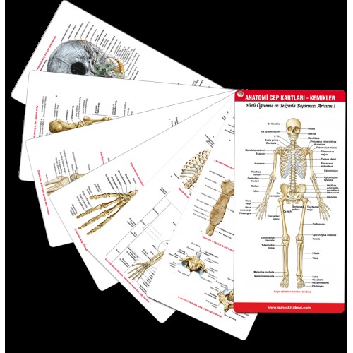 Anatomi Cep Kartları - Kemikler