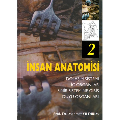 İnsan Anatomisi 2 Dolaşım Sistemi - İç Organlar - Sinir Sistemine Giriş - Duyu Organları İnsan Anatomisi 2 Dolaşım Sistemi - İç Organlar - Sinir Sistemine Giriş - Duyu Organları